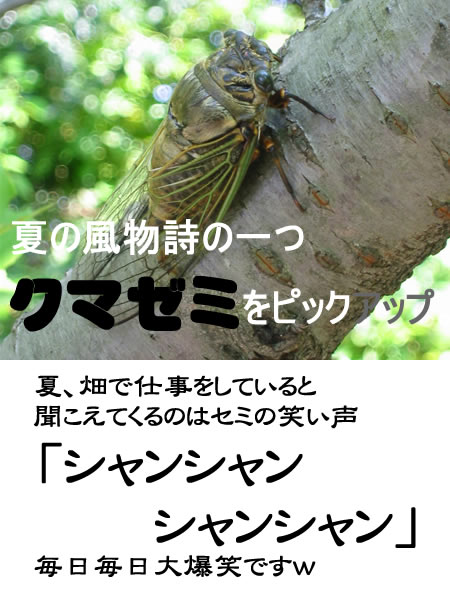 kumazemi2.jpg